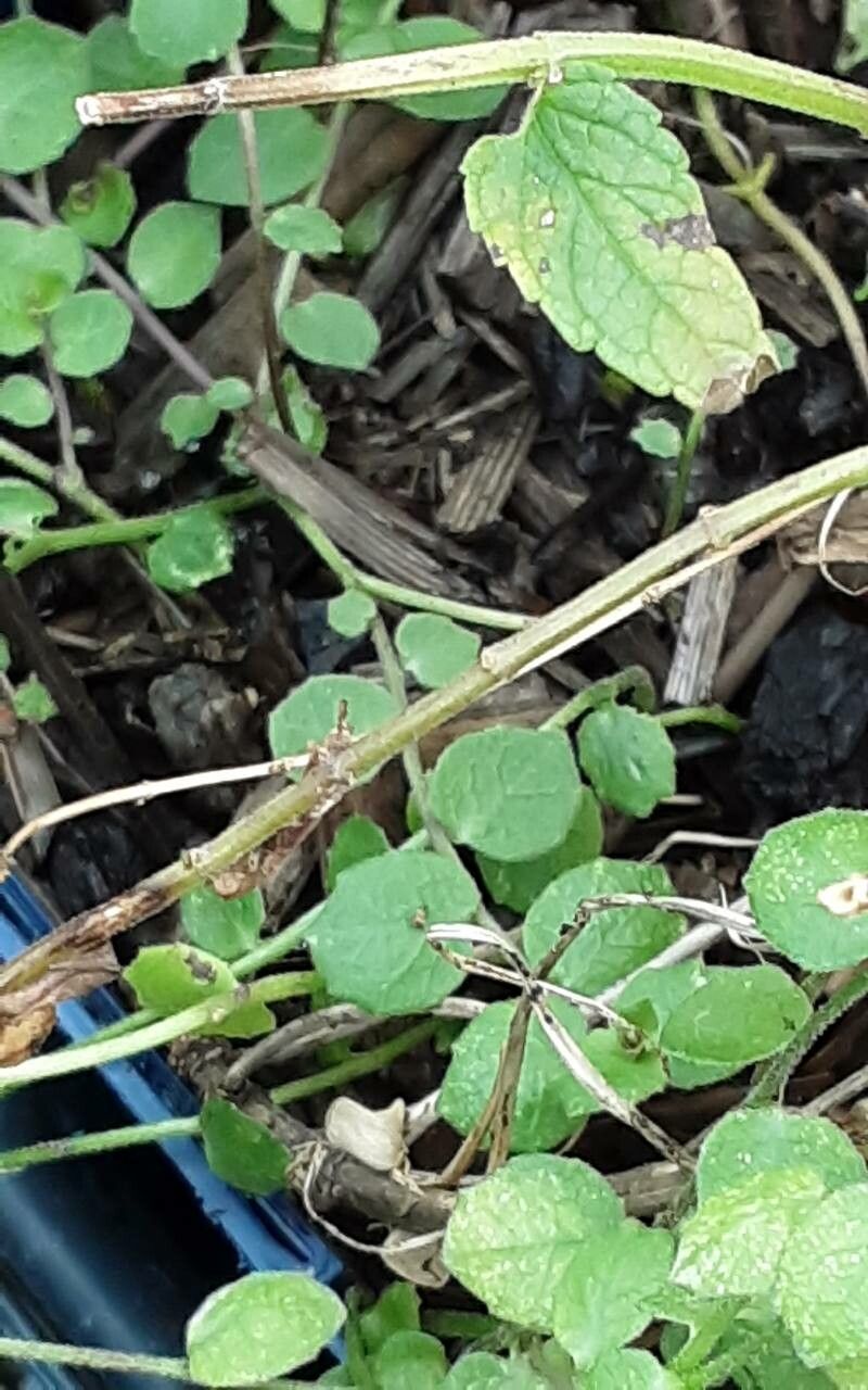 Scutellaria cordifolia — houseplant care guide