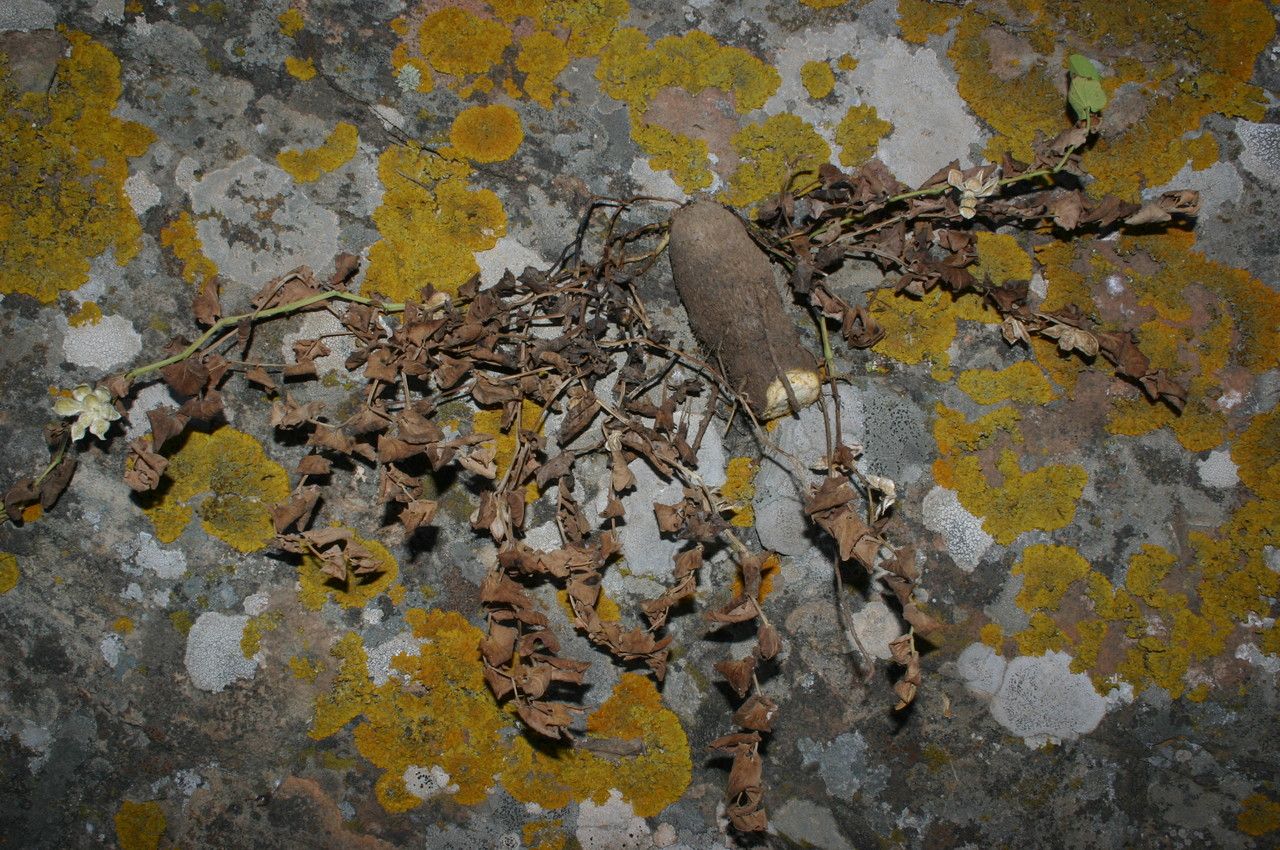 Aristolochia navicularis habit