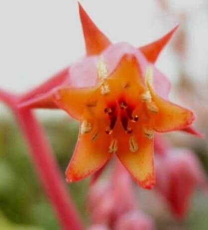 Echeveria fimbriata flower