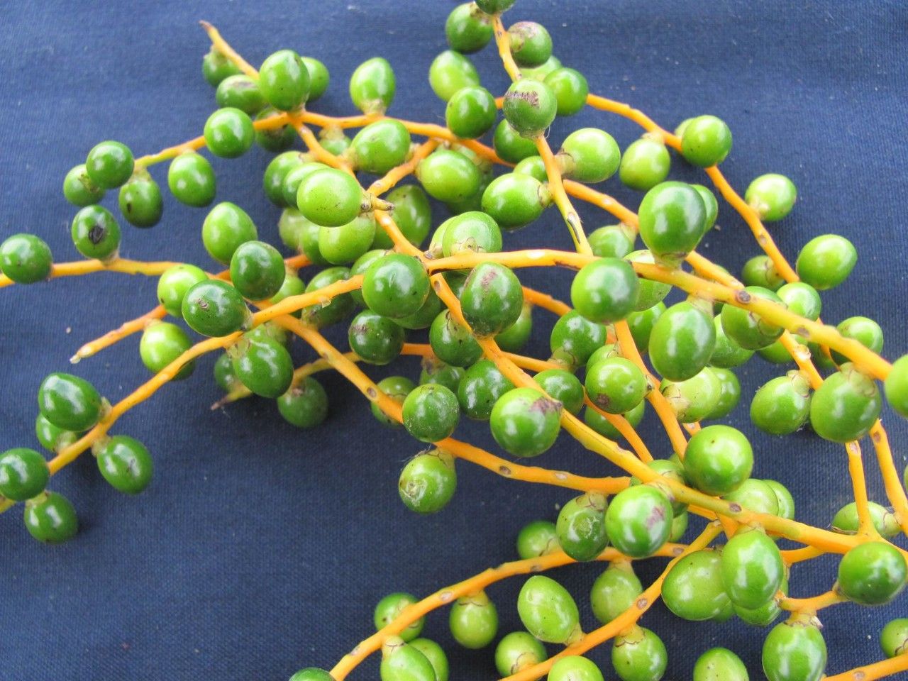 Chamaedorea macrospadix — search result for 'Chamaedorea'