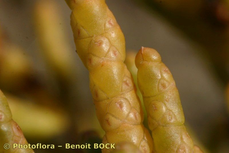 Salicornia stricta bark