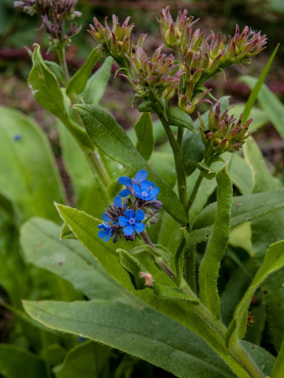 Cynoglottis barrelieri flower