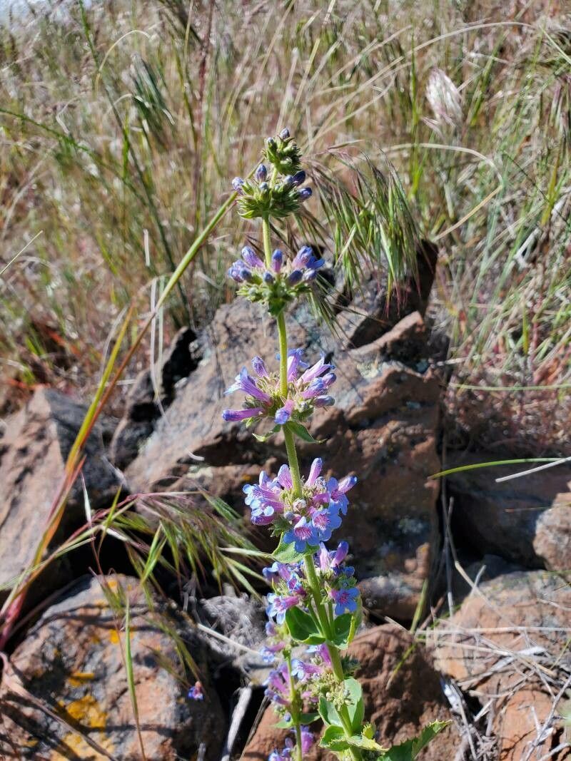 Penstemon pruinosus flower