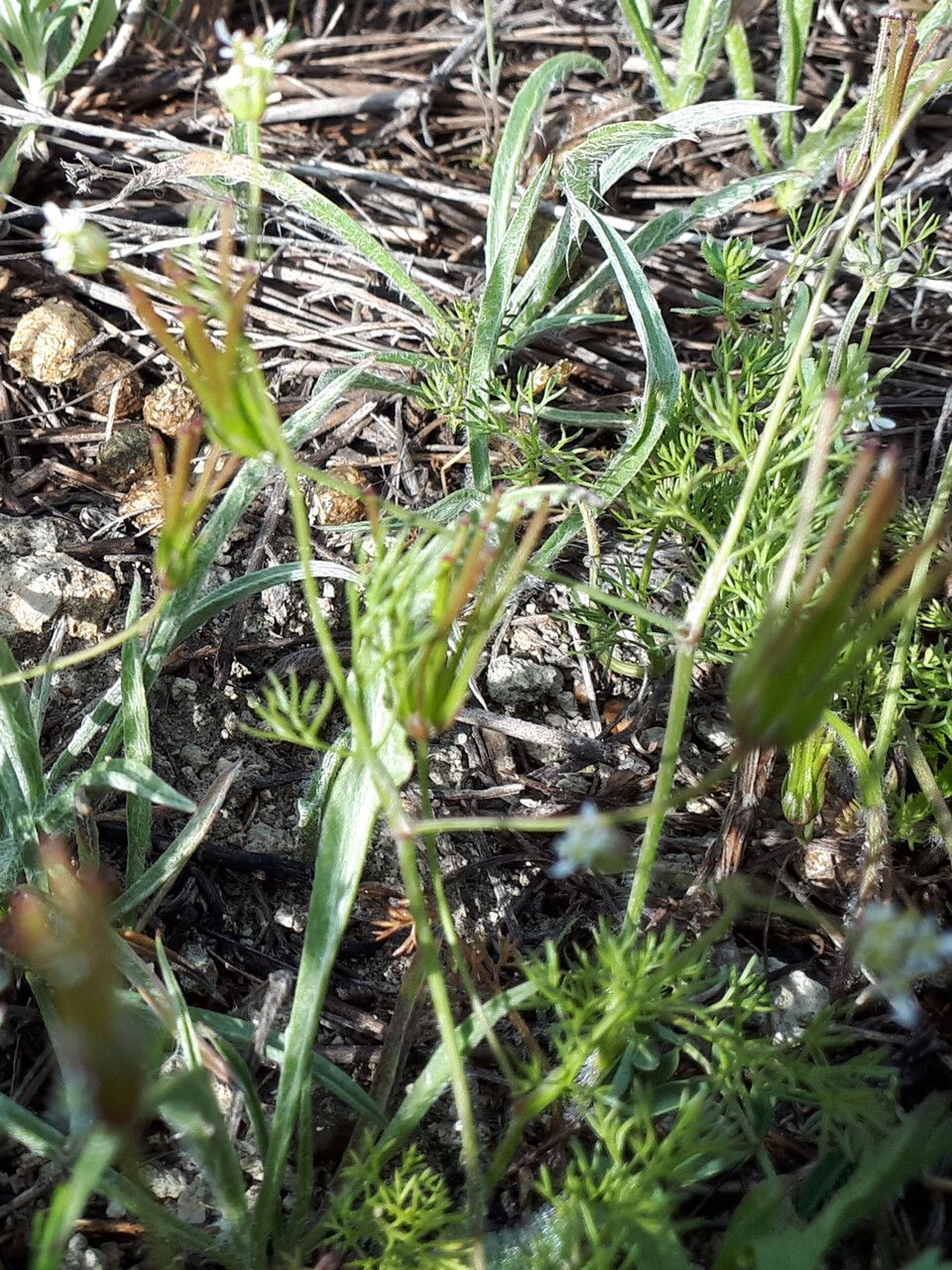 Scandix australis fruit