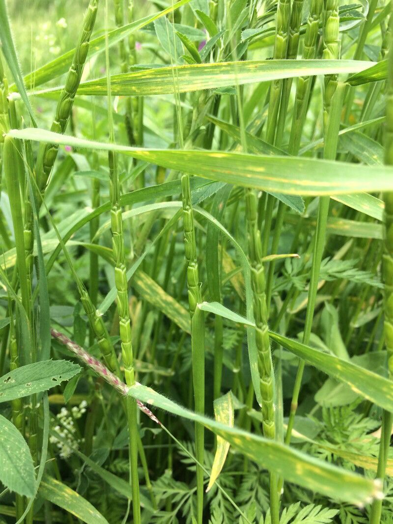 Aegilops tauschii leaf