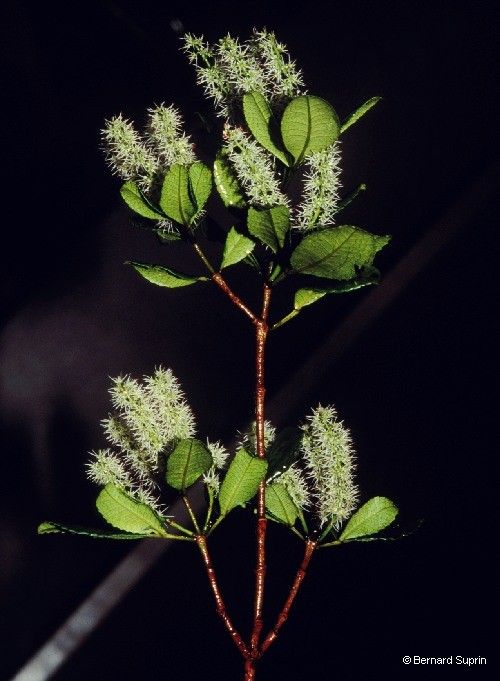 Weinmannia dichotoma habit