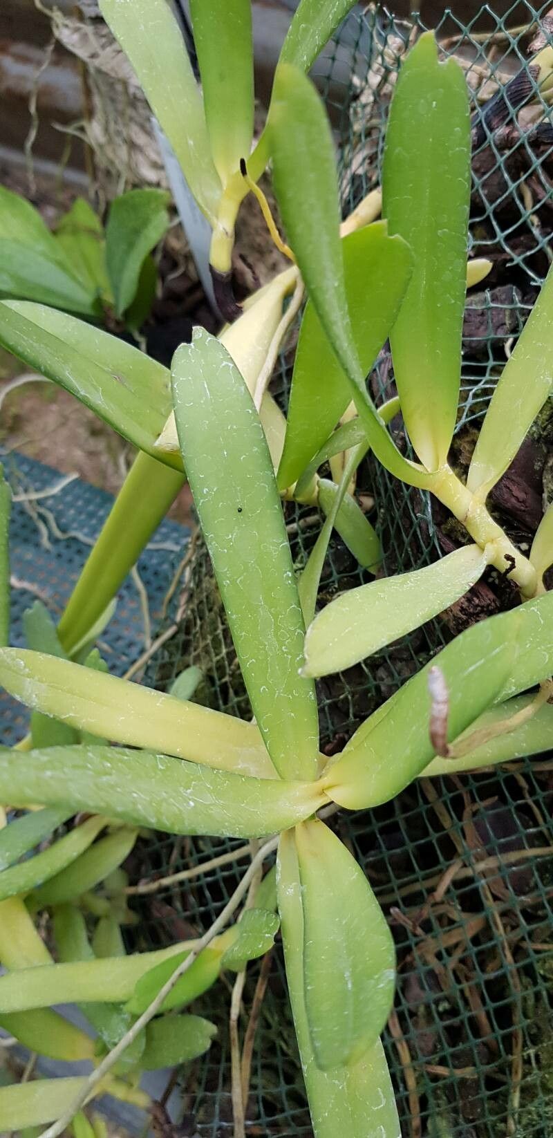 Diaphananthe ichneumonea — houseplant care guide