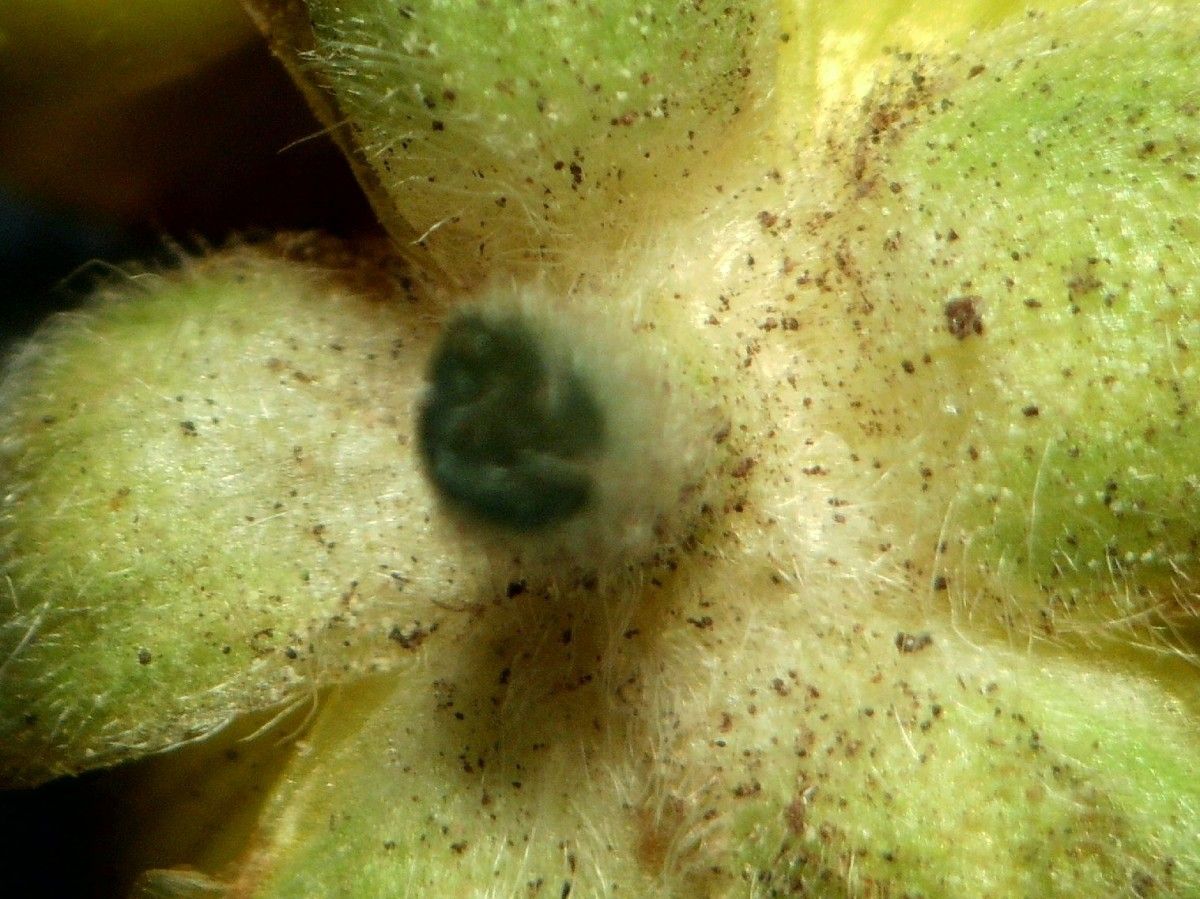 Ranunculus nigrescens fruit