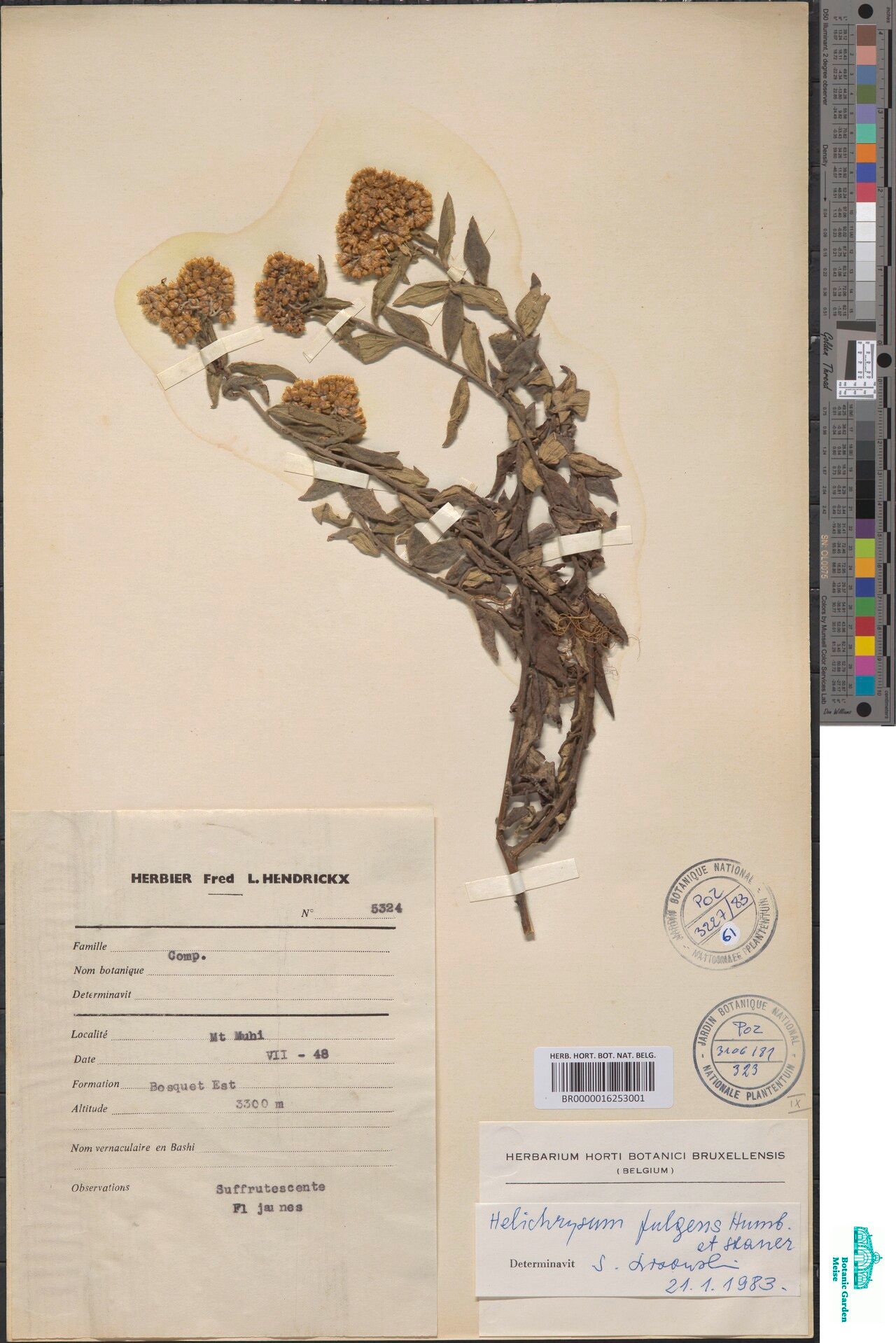 Helichrysum fulgens — search result for 'Helichrysum'