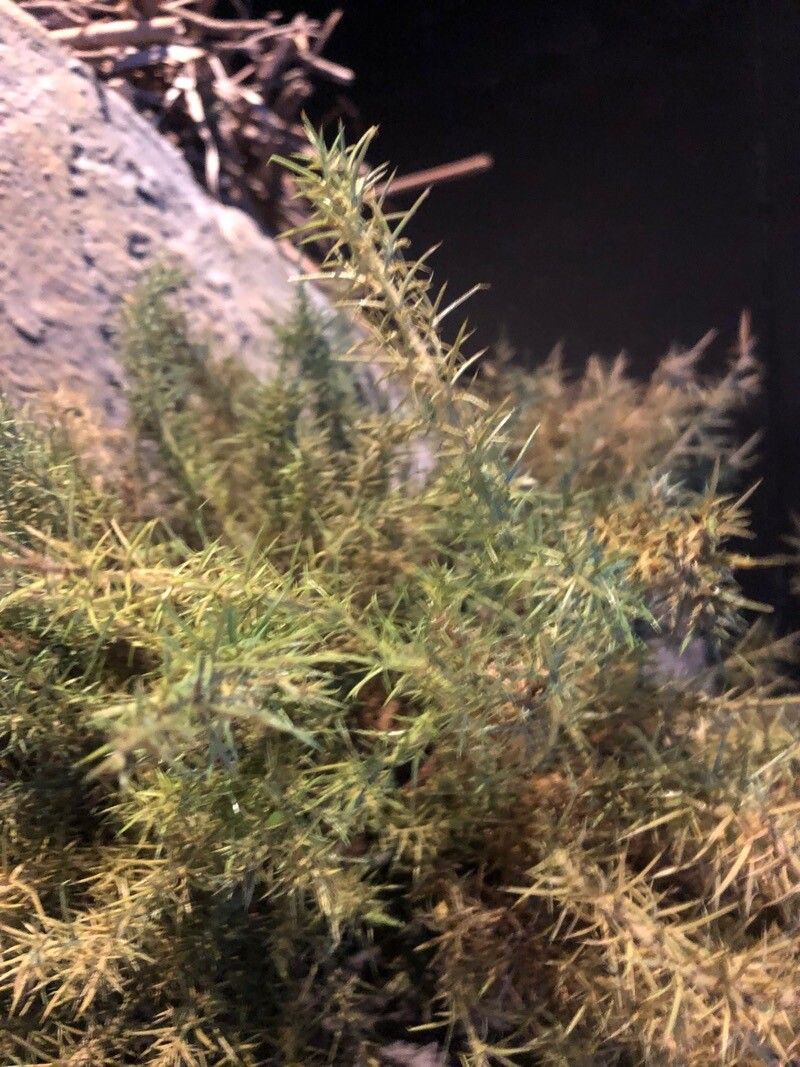 Ulex densus — houseplant care guide