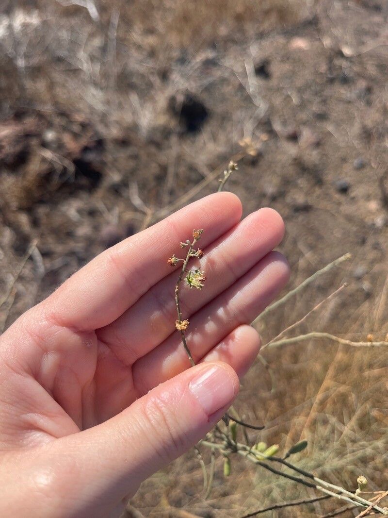 Reseda scoparia flower