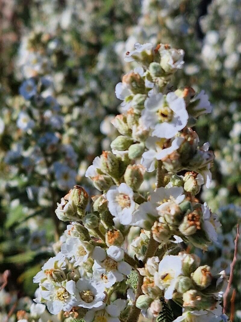 Chamaebatiaria millefolium flower