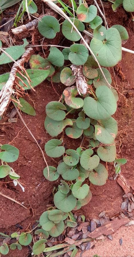 Dichondra macrocalyx leaf