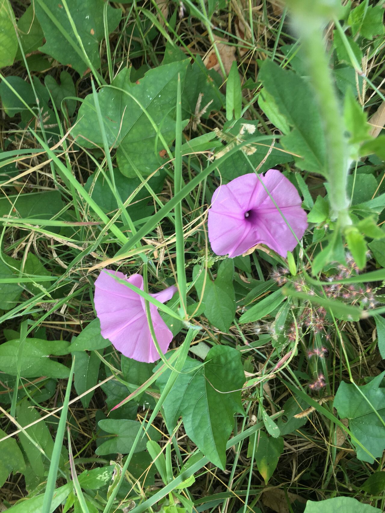 Ipomoea fimbriosepala flower