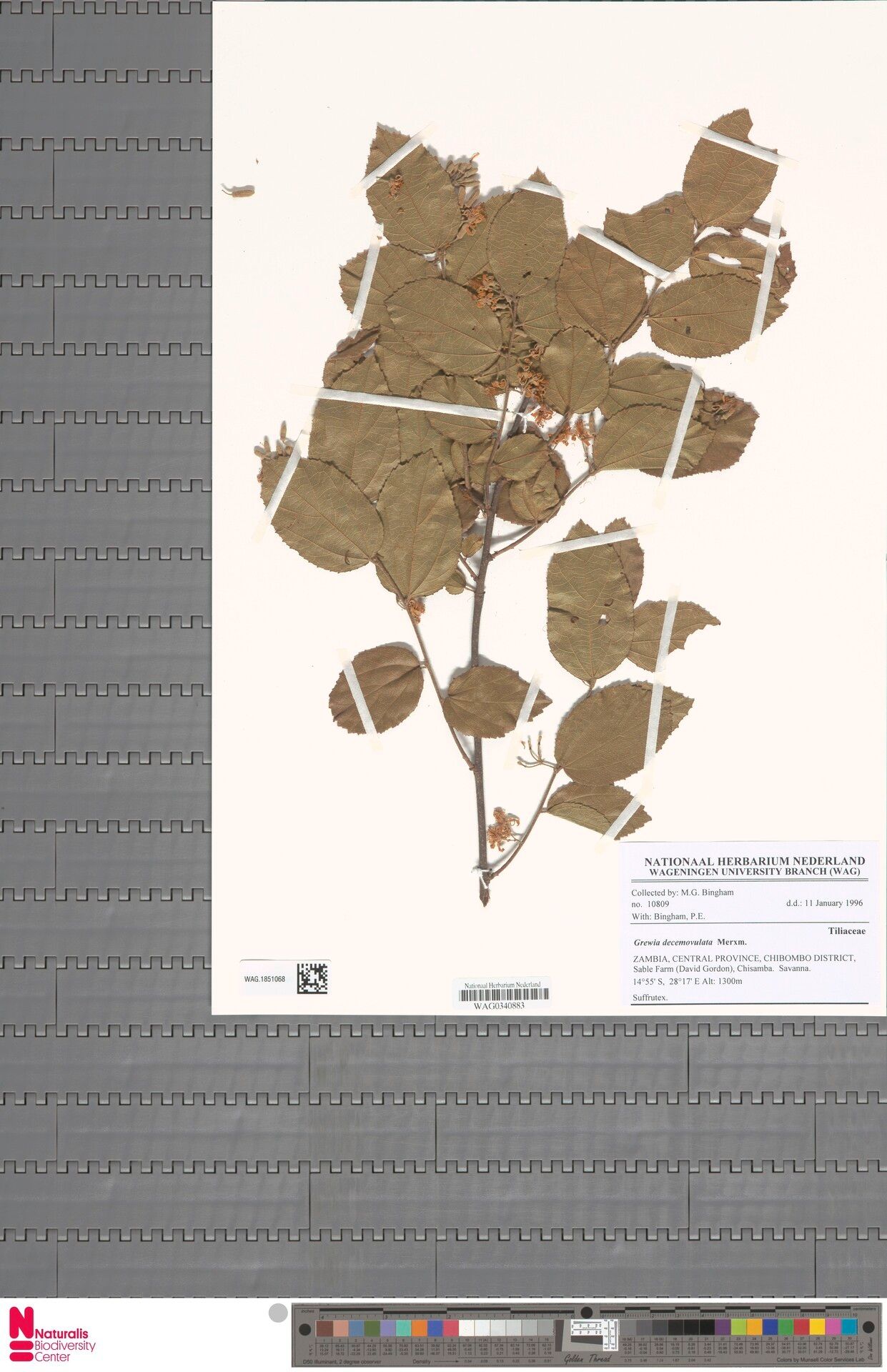 Grewia decemovulata — houseplant care guide