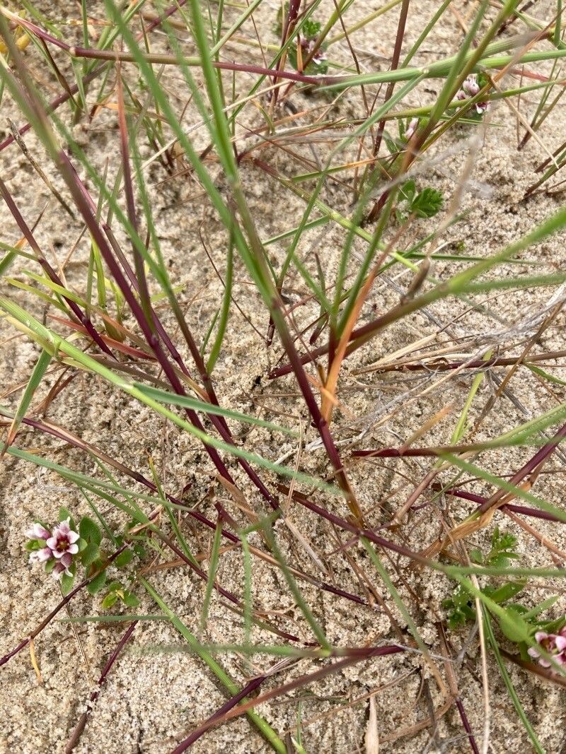 Festuca juncifolia — search result for 'Festuca'