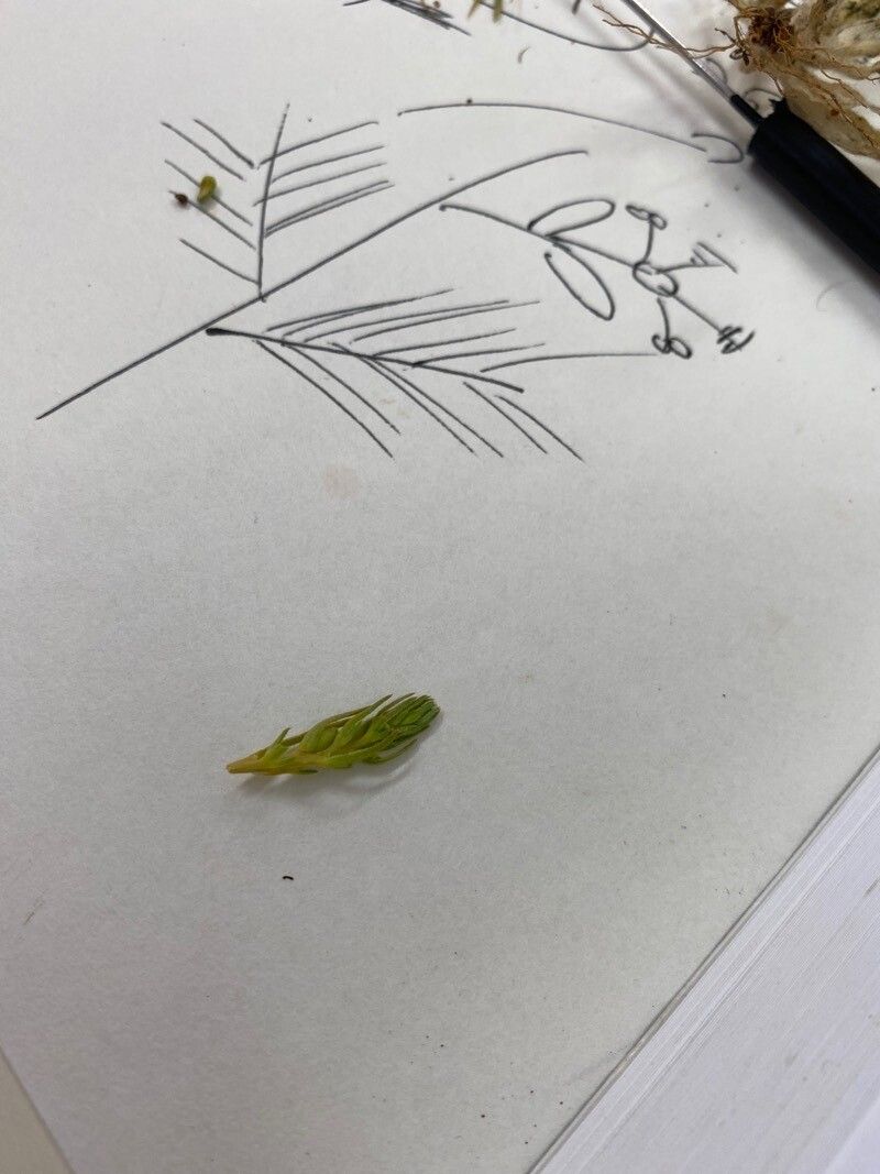 Thesium humile fruit