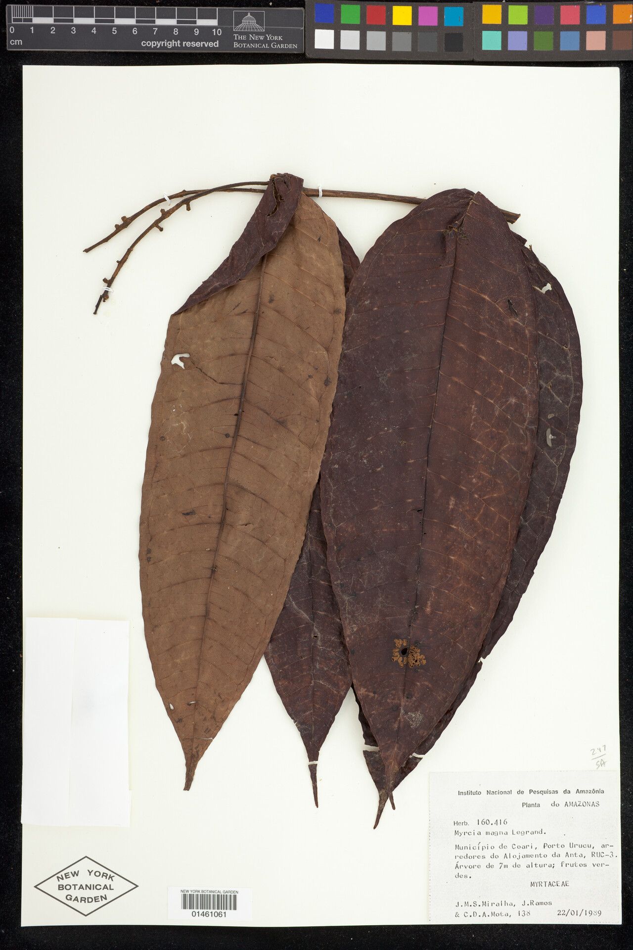 Myrcia magna leaf