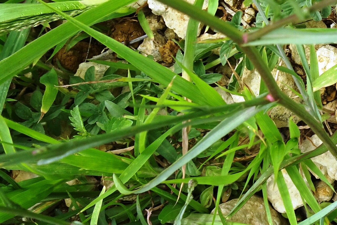 Symphyotrichum subulatum — search result for 'Symphyotrichum'