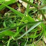 Symphyotrichum subulatum