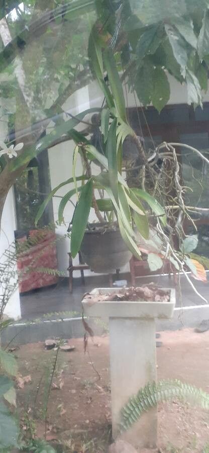 Laelia albida — related species from the same genus