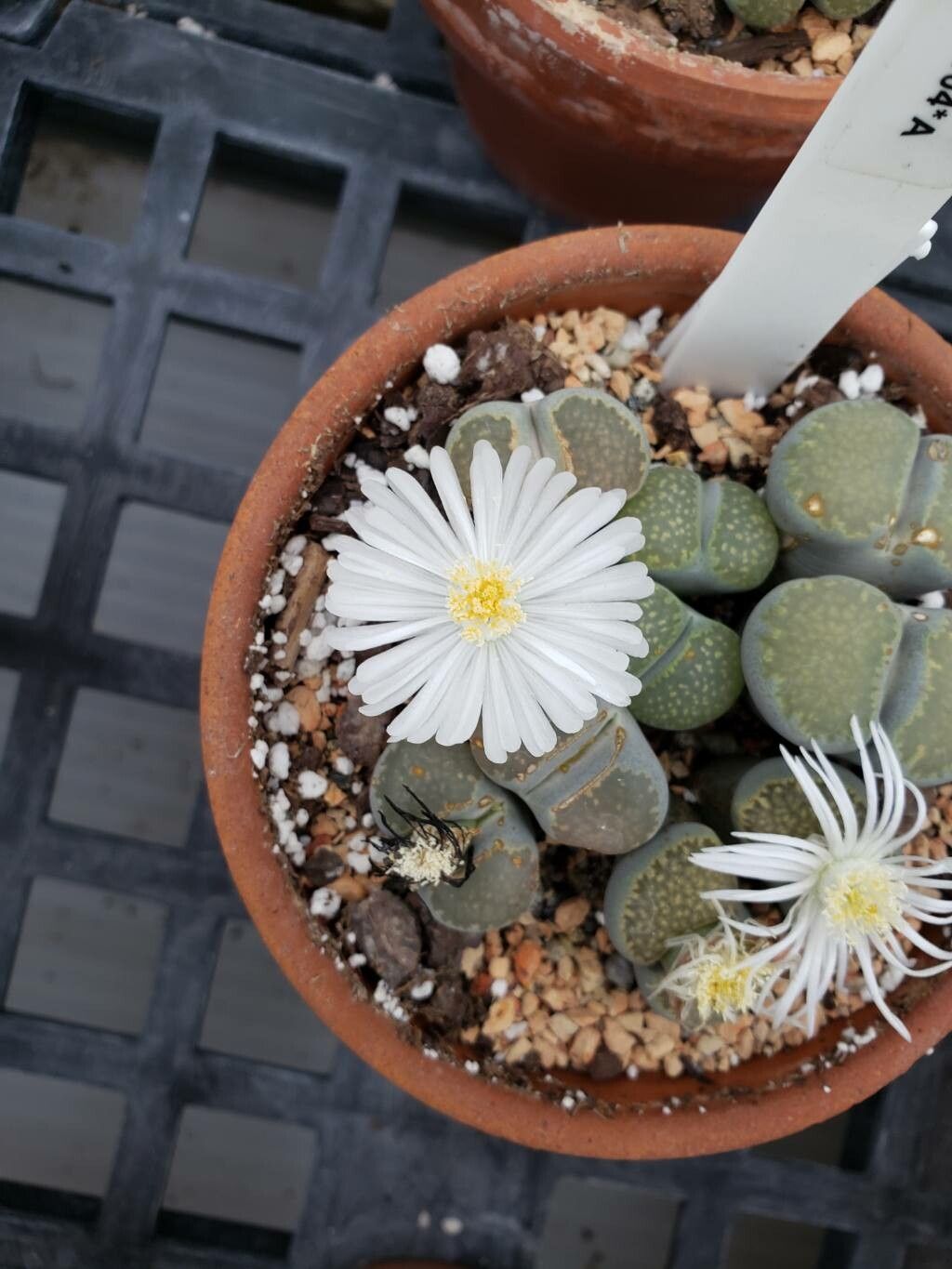Lithops villetii flower