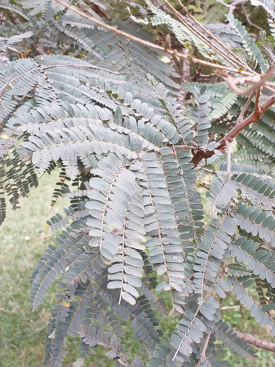 Peltophorum africanum leaf