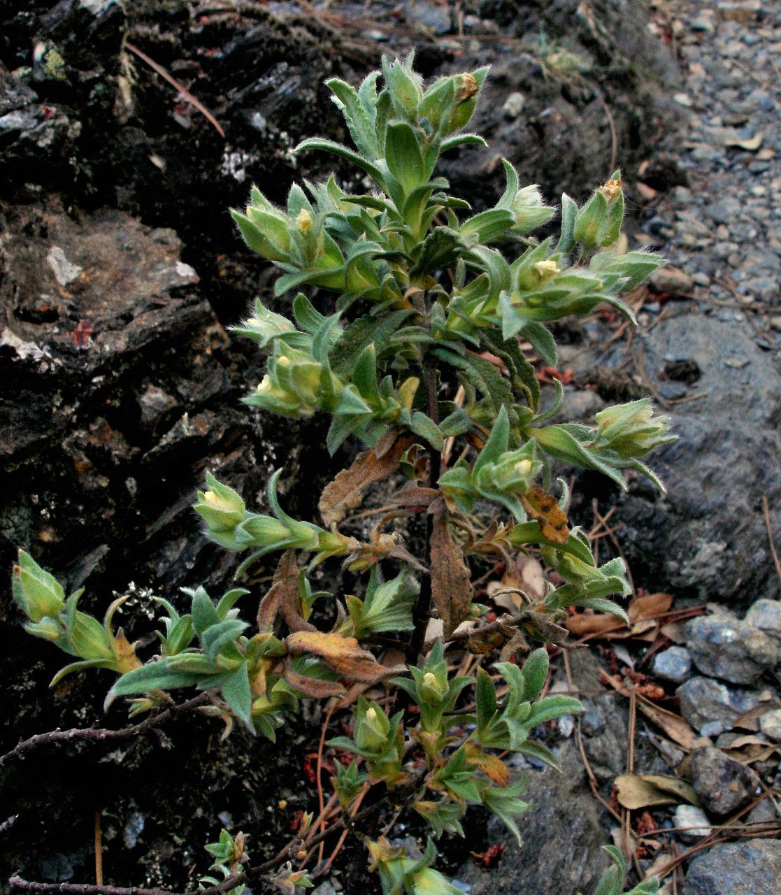 Cistus pouzolzii habit