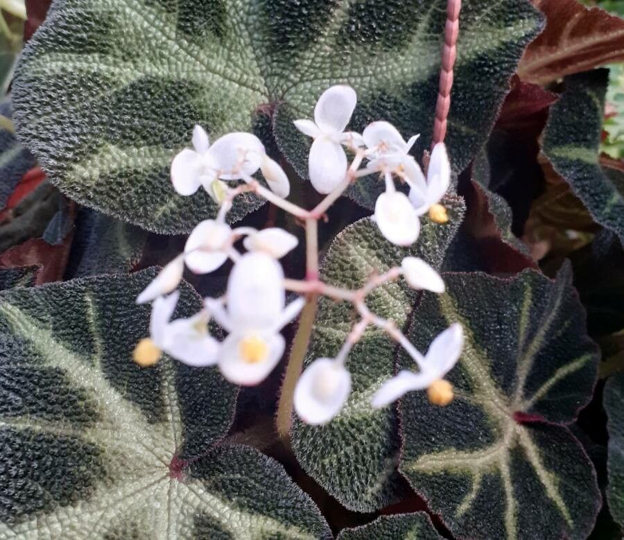 Begonia solimutata flower