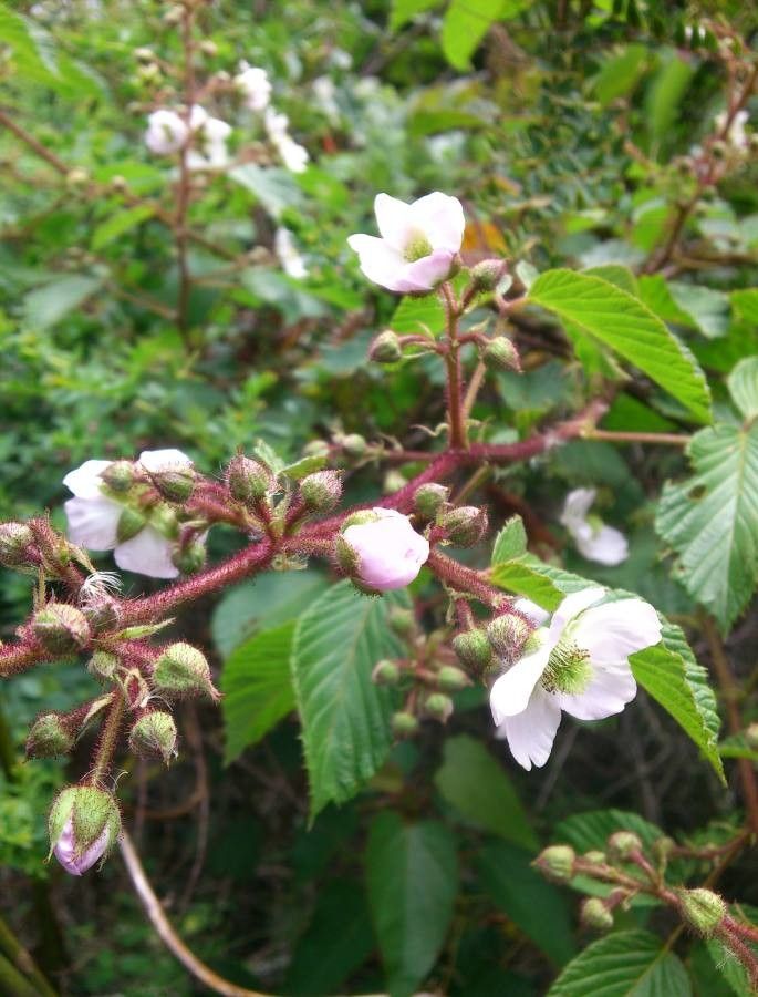 Rubus adenotrichus — houseplant care guide
