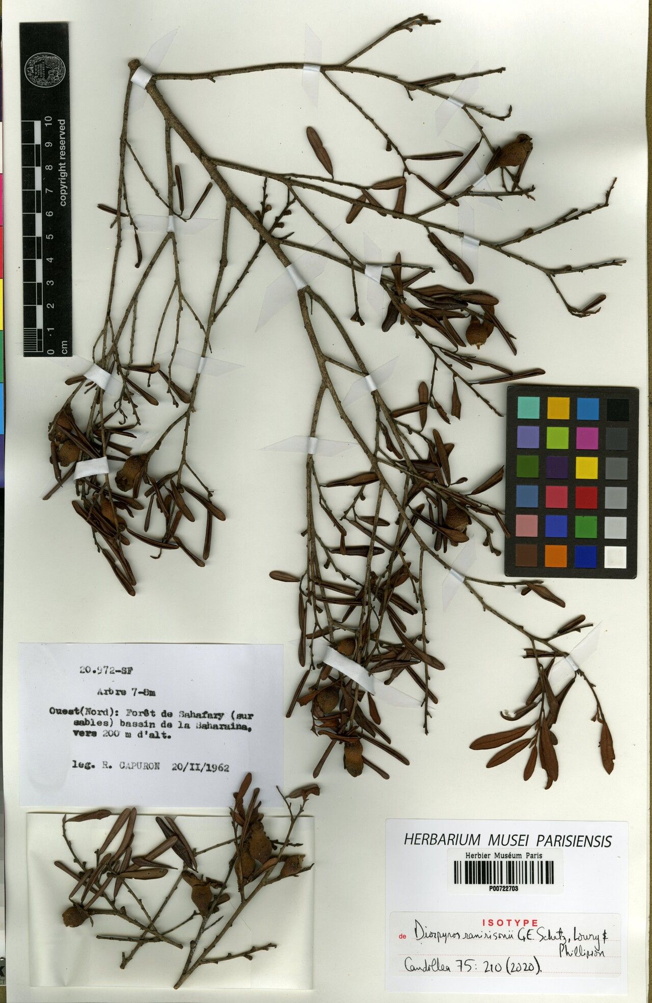 Diospyros ranirisonii — houseplant care guide