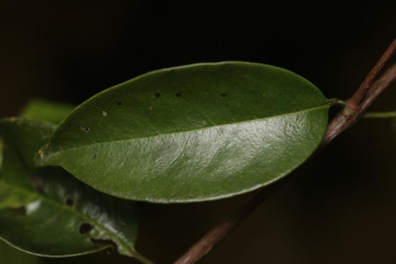 Vismia cayennensis — houseplant care guide