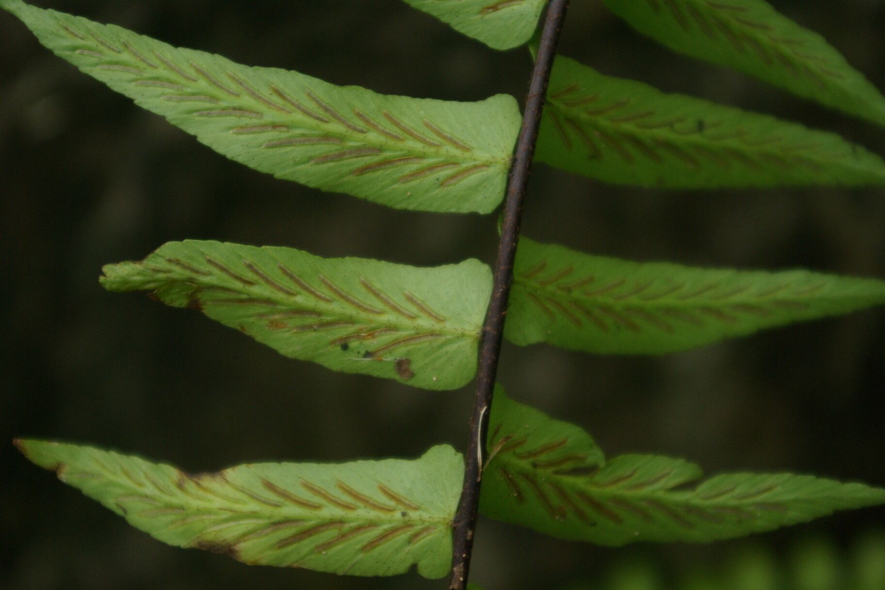 Asplenium longissimum — houseplant care guide