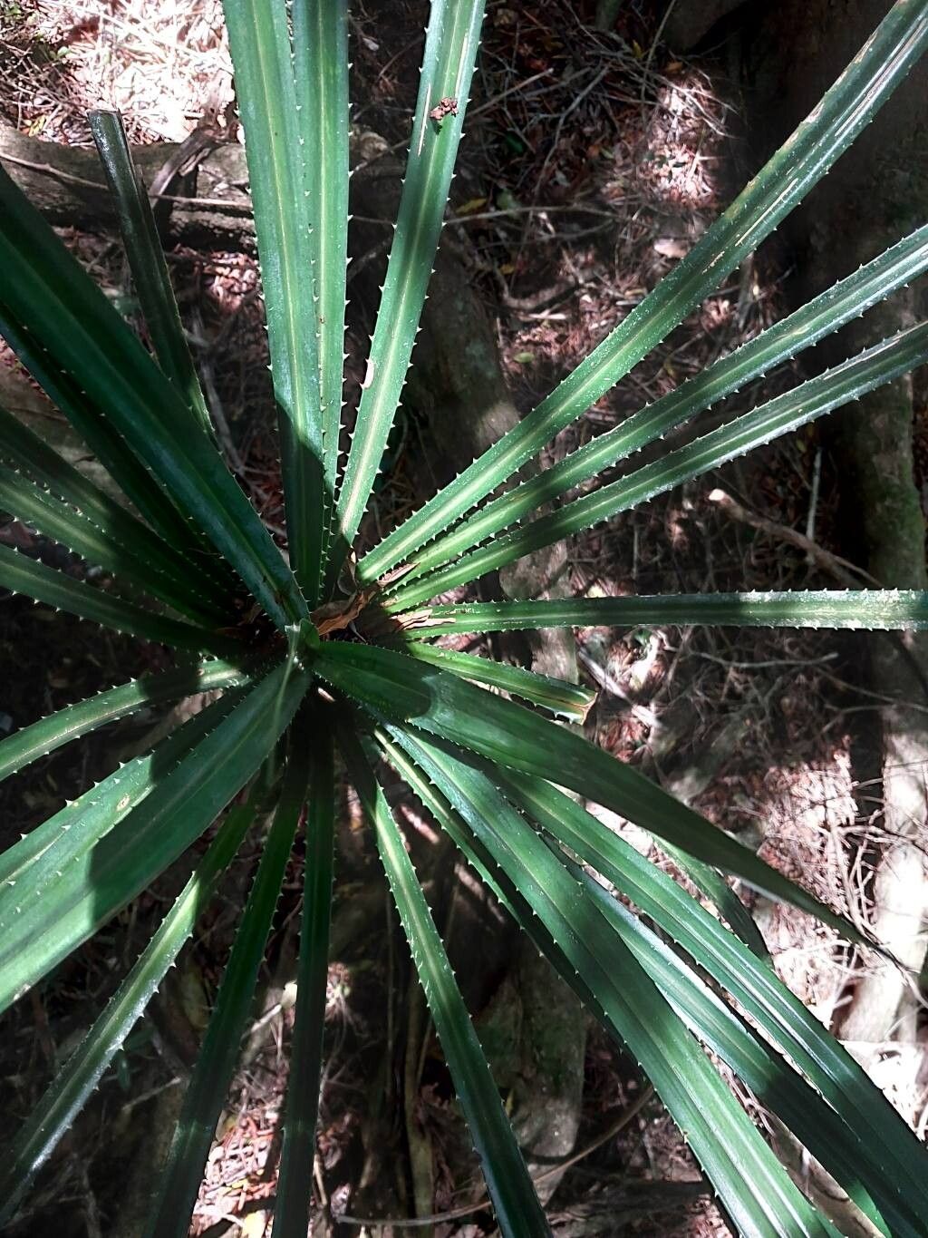 Pandanus latistigmaticus other