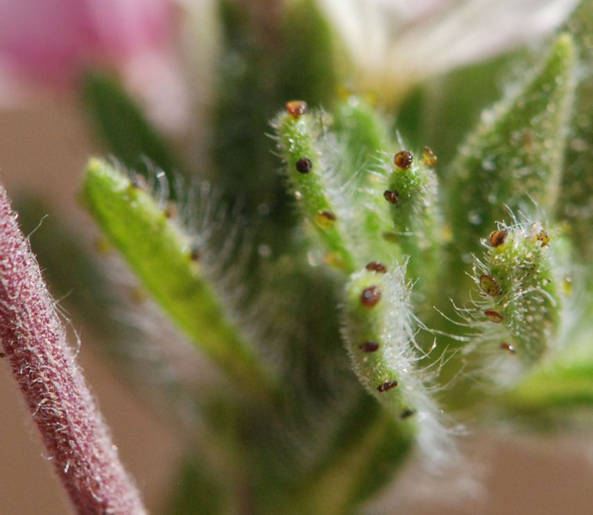 Calycadenia mollis — related species from the same genus