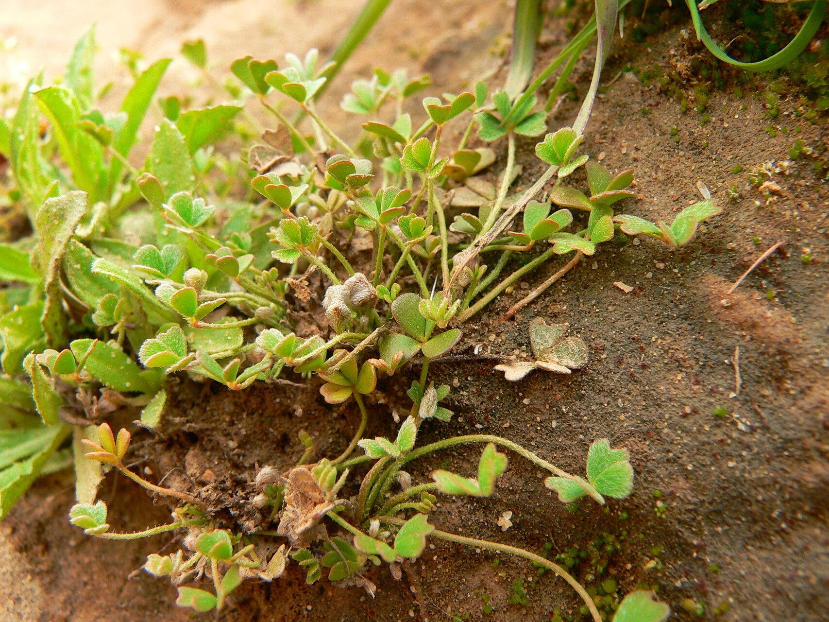 Marsilea aegyptiaca habit