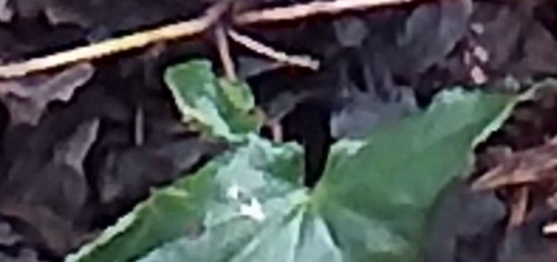 Arisarum proboscideum — related species from the same genus