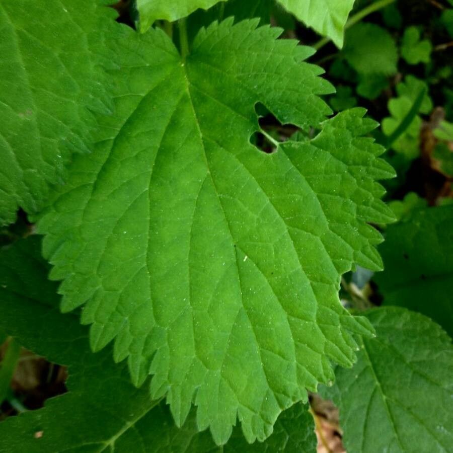 Lamium orvala leaf