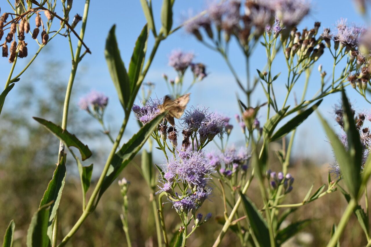 Chromolaena ivifolia habit