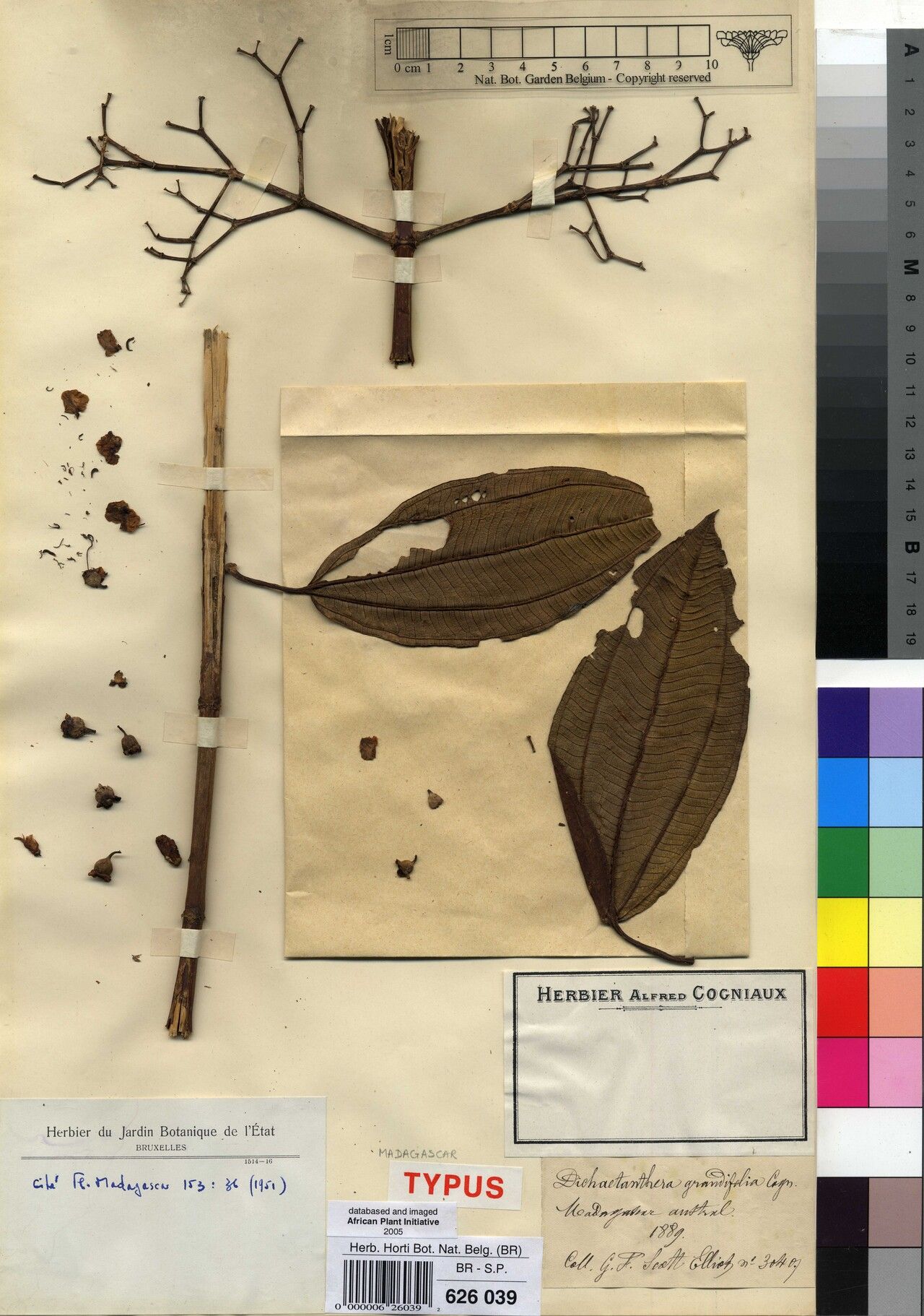 Dichaetanthera grandifolia — houseplant care guide