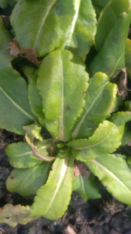 Wulfenia carinthiaca leaf