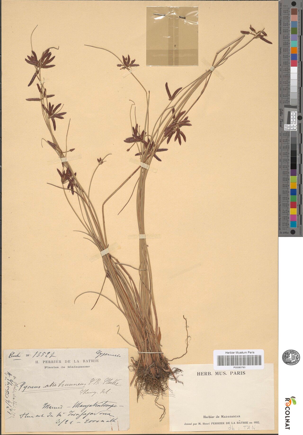 Cyperus atrobrunneus — houseplant care guide