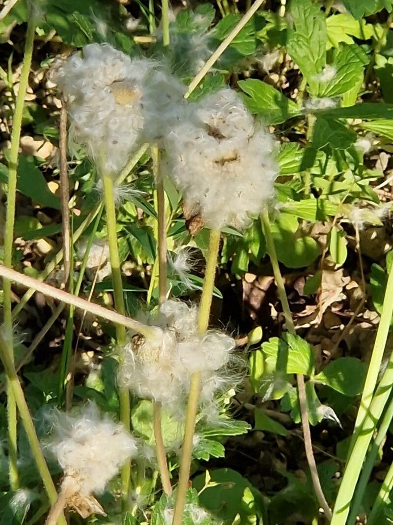 Anemonoides sylvestris fruit