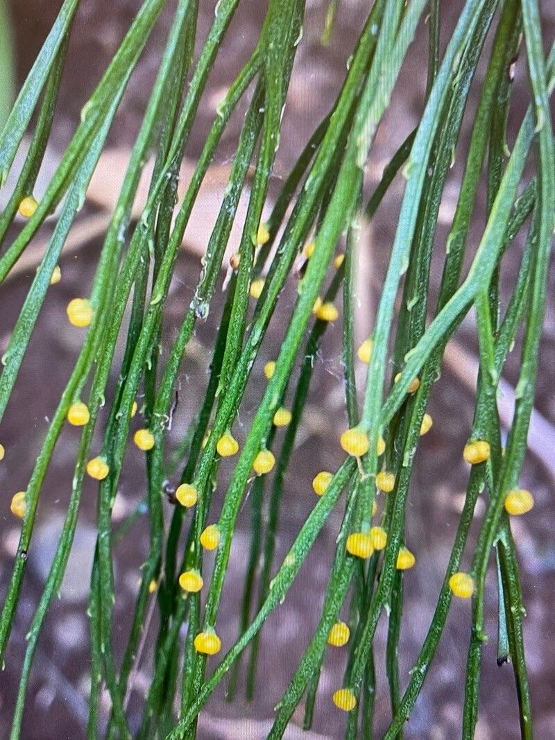 Psilotum nudum flower