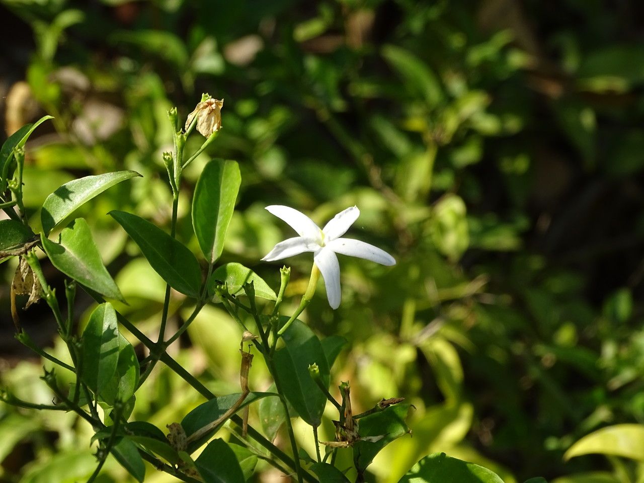 Jasminum fluminense flower