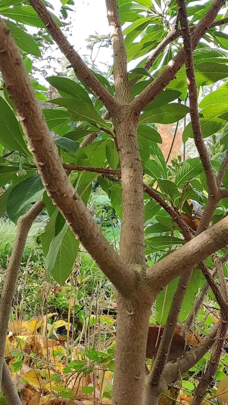 Edgeworthia chrysantha bark