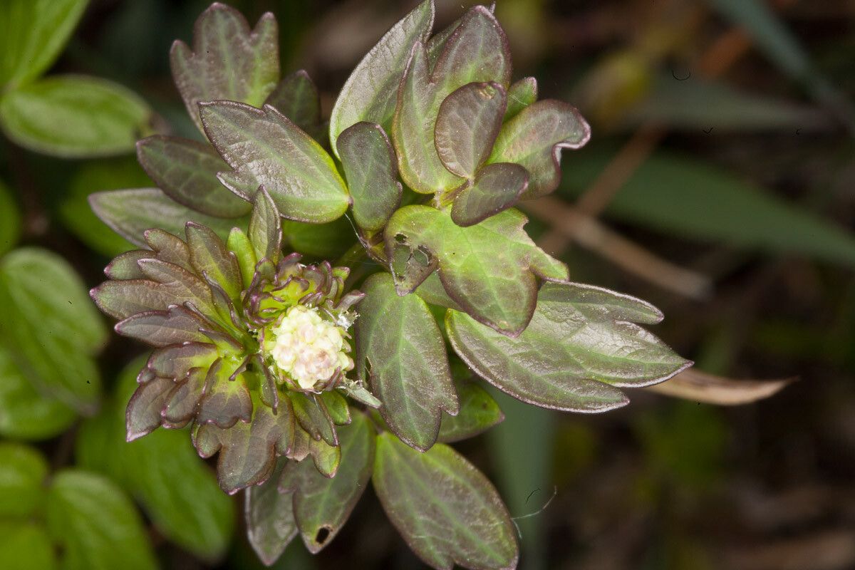 Thalictrum flavum flower