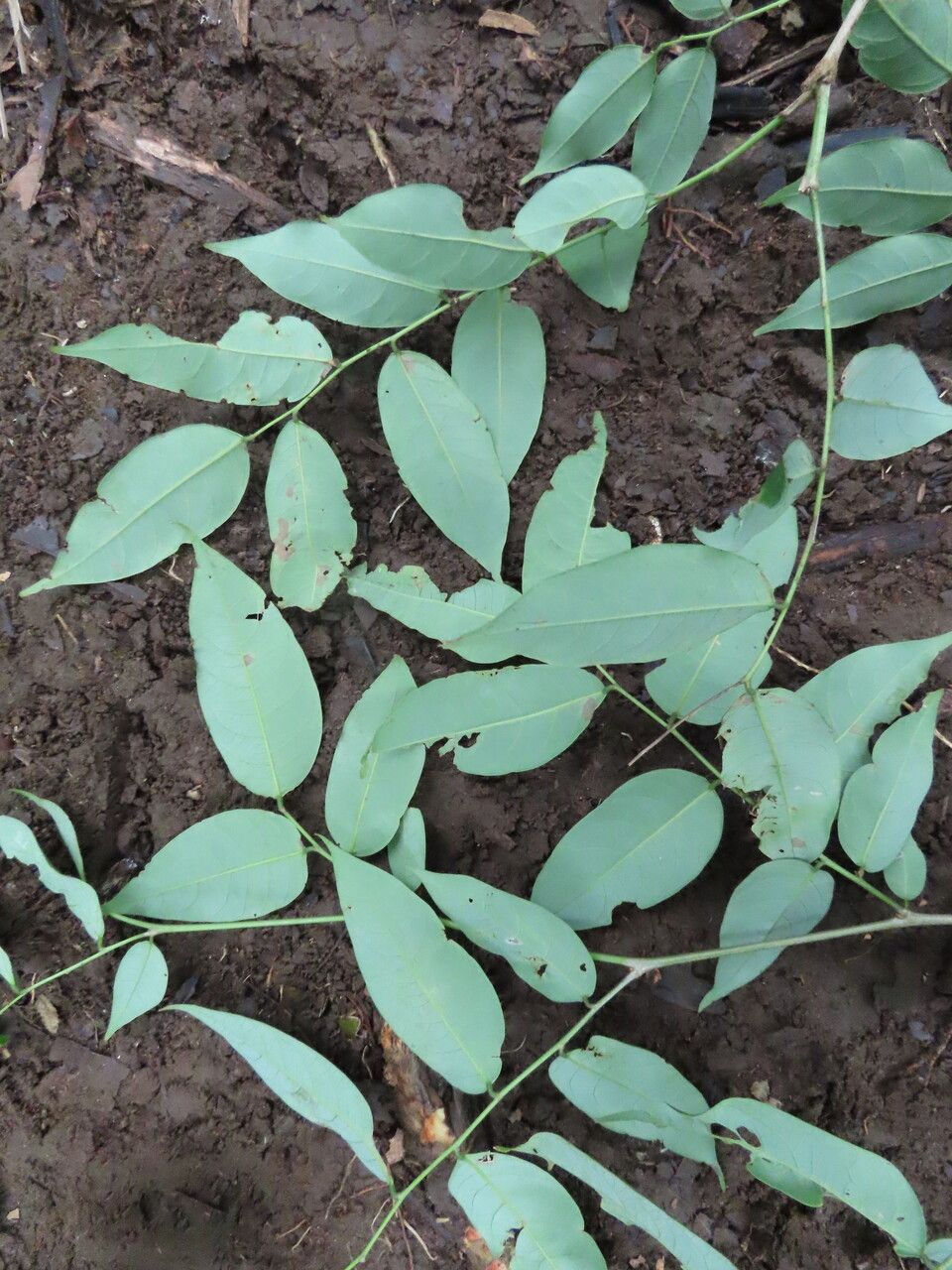 Phyllanthus skutchii — search result for 'Phyllanthus'