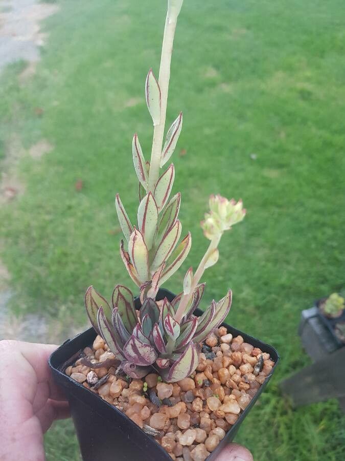 Echeveria nodulosa bark