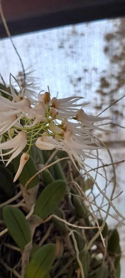 Dendrobium linguiforme flower